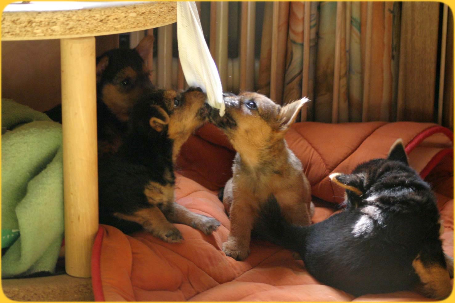 Norwich Terrier Welpen, Abwickelstudie Teil 2