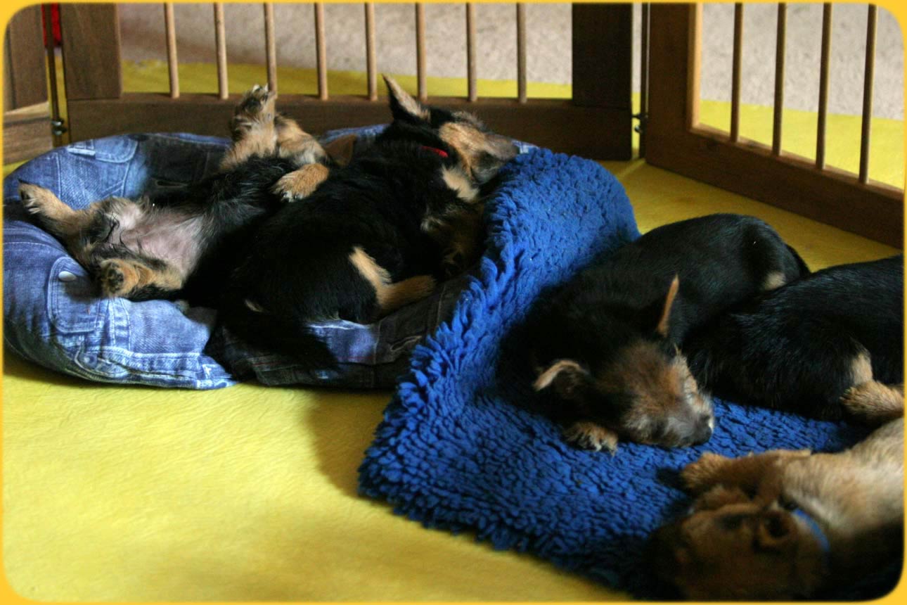 Norwich Terrier Welpen, Schlafstudien