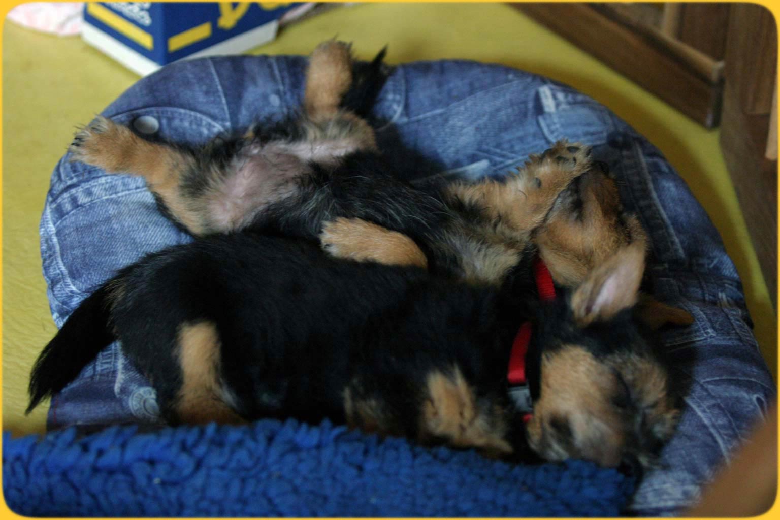 Norwich Terrier beim Kontaktschlafen