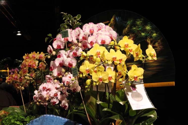 Orchidspace Thun 2010