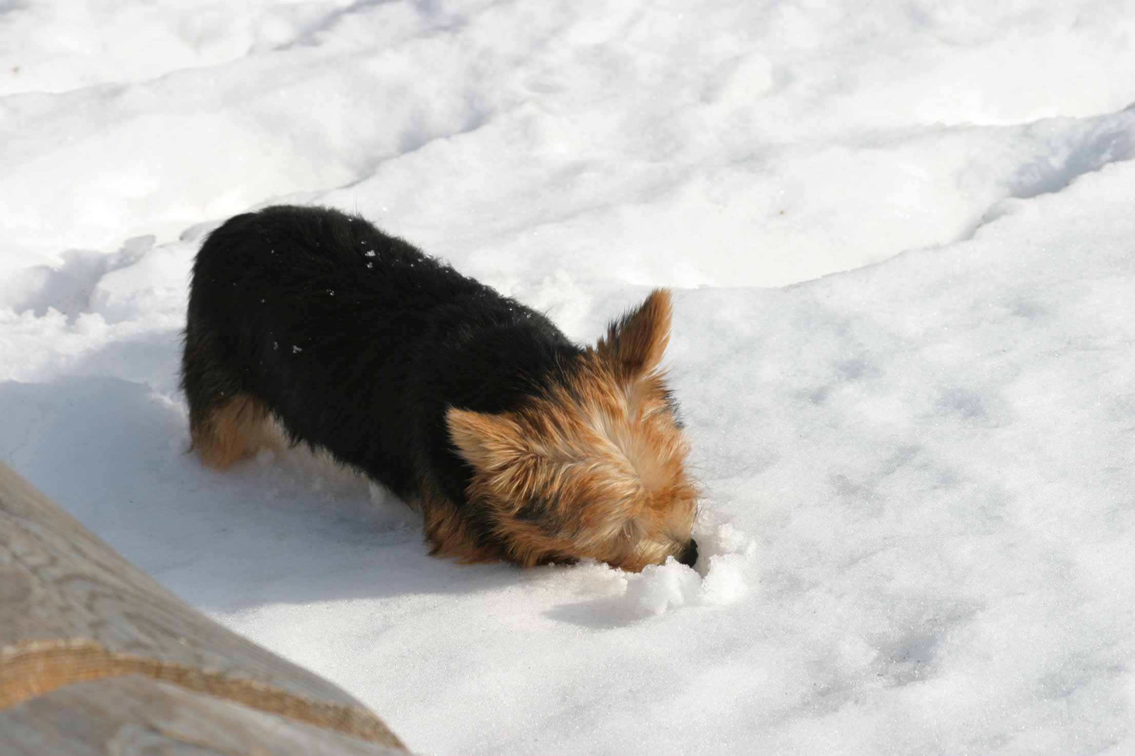 Inuk, die Nase im Schnee